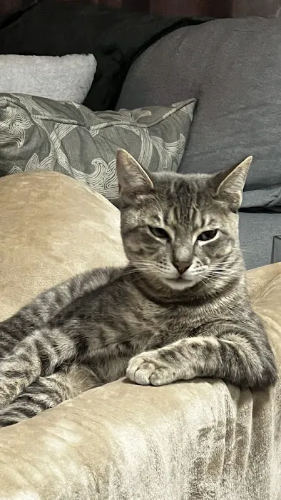 Bronx County Animal Hospital 2