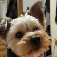 Animal Hospital of Morris Park ico