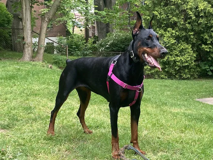 Astoria Veterinary Group 7