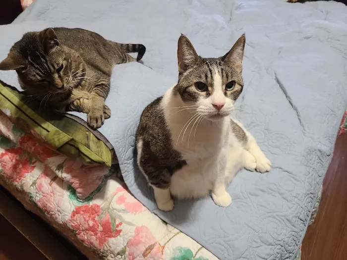 Astoria Veterinary Group 8