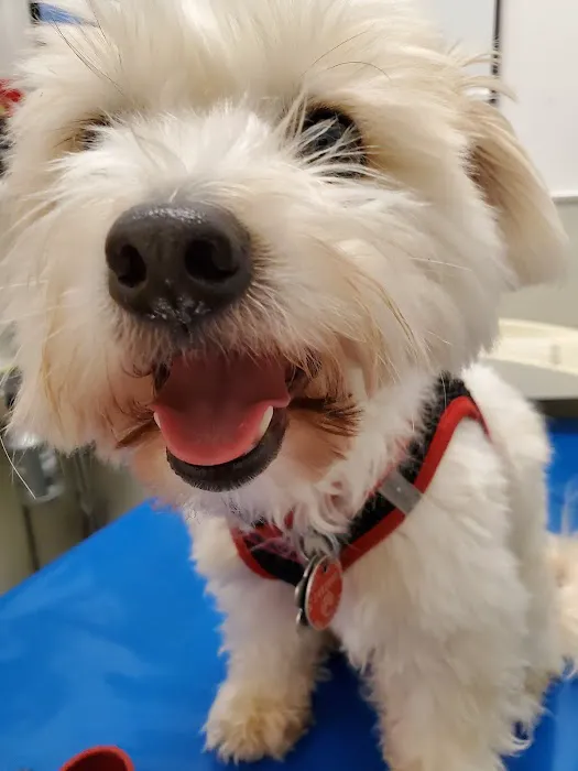 Astoria Veterinary Group 1