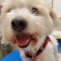 Astoria Veterinary Group ico