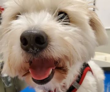 Astoria Veterinary Group