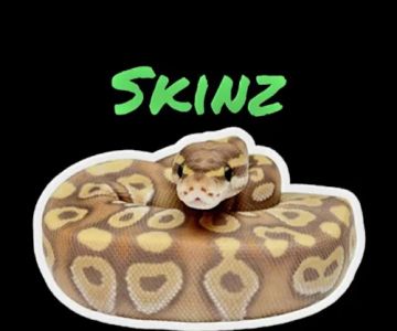 Skinz Pythons and Pigment