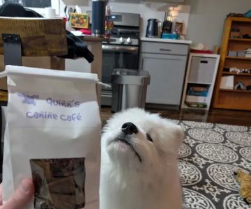 Quinn's Canine Cafu00e9
