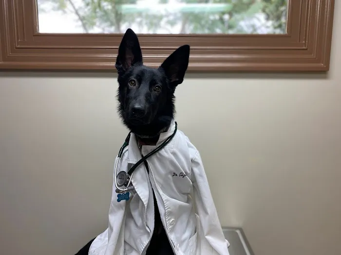 God's Creatures Animal Hospital 9