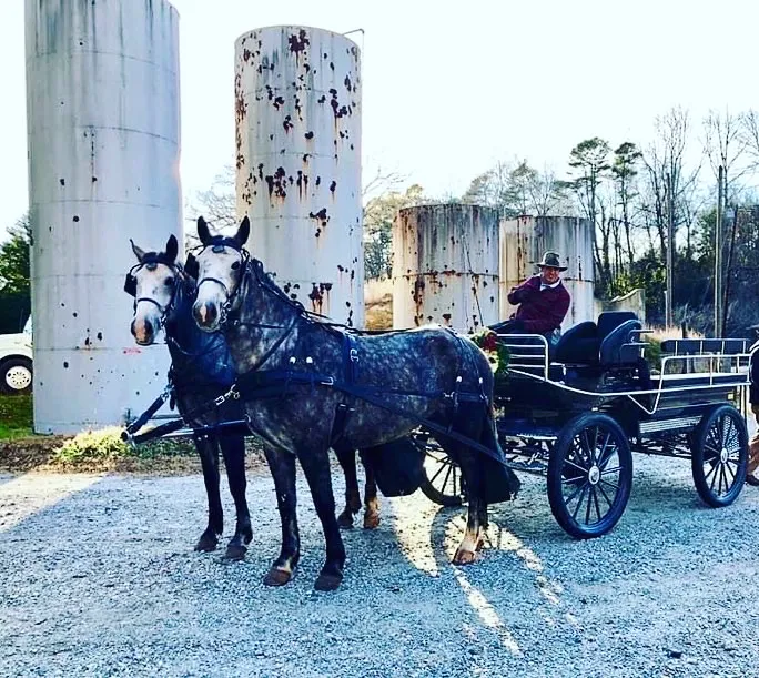 Campobello Equine Reproduction Services: Liliana Montoya, DVM 3