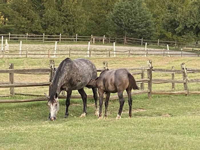 Campobello Equine Reproduction Services: Liliana Montoya, DVM 6