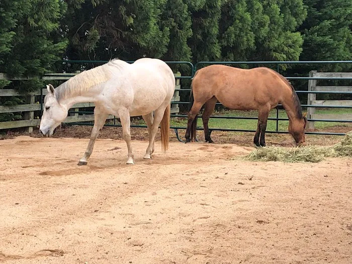Campobello Equine Reproduction Services: Liliana Montoya, DVM 5