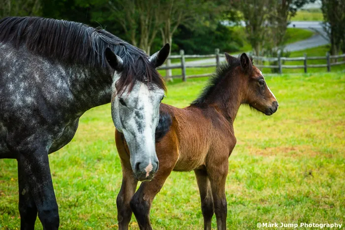 Campobello Equine Reproduction Services: Liliana Montoya, DVM 2