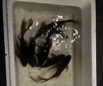 Kens Fish Rescue