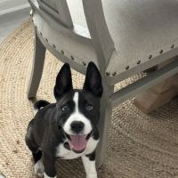 All Seasons Veterinary Hospital ico