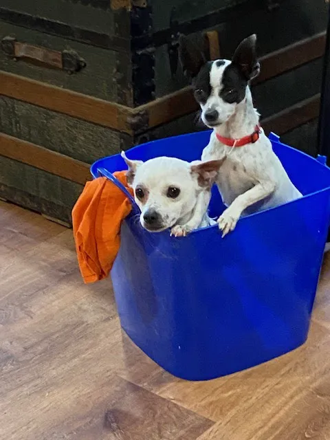 Orchard Hill Vet Clinic 12