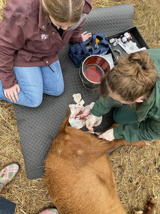 Orchard Hill Vet Clinic 12