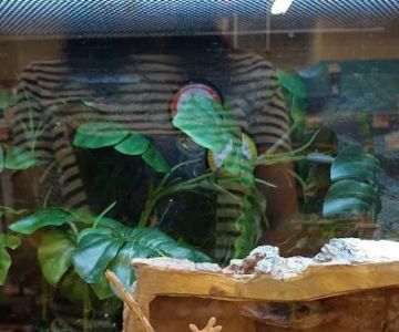 Petco
