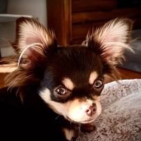 Bonnie Brae Veterinary Hospital ico
