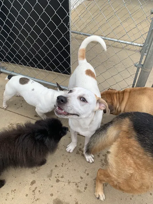 Creature Comforts Veterinary Resort and Suites, Inc. 12