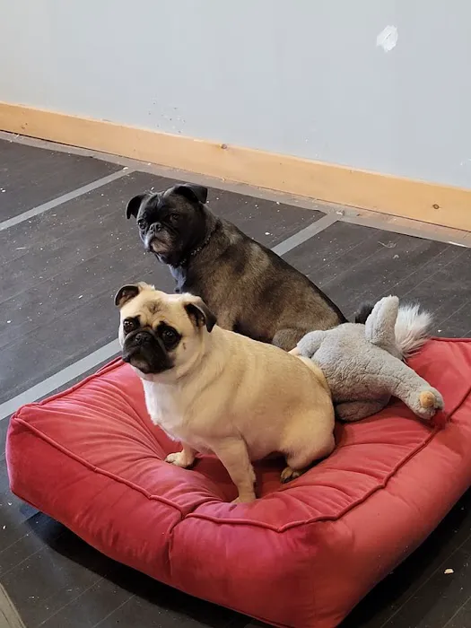 603 Paws LLC 4