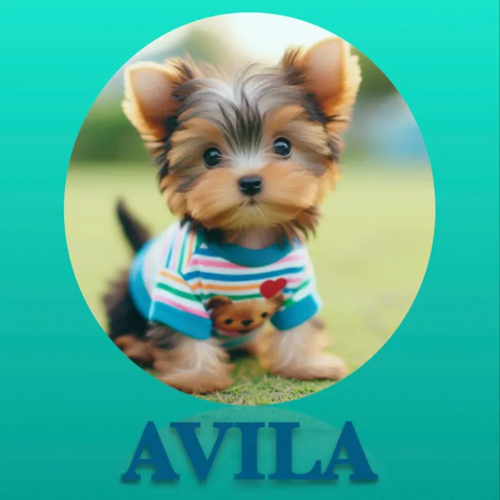 Avila Pet Store 4