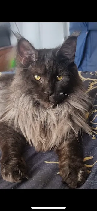New South Maine Coons 12