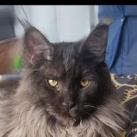 New South Maine Coons ico
