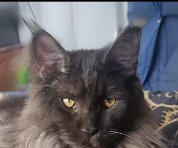 New South Maine Coons