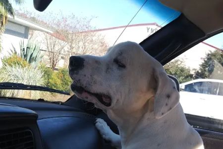 Healthpointe Veterinary Clinic: Johnson Lauren DVM