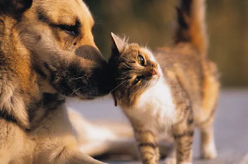 MobileVet Memphis 12