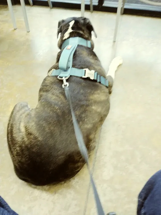 Berclair Animal Hospital PC 12