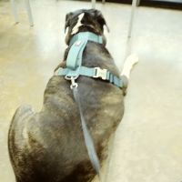 Berclair Animal Hospital PC ico