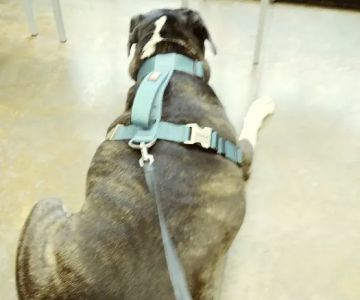 Berclair Animal Hospital PC