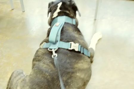 Berclair Animal Hospital PC