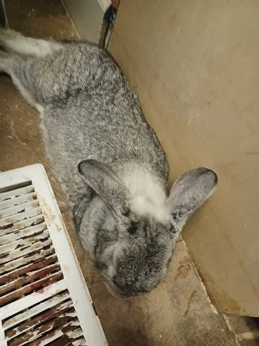 Berclair Animal Hospital PC 12