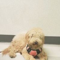 Eastgate Animal Clinic ico