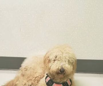 Eastgate Animal Clinic