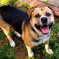 McGehee Clinic For Animals ico