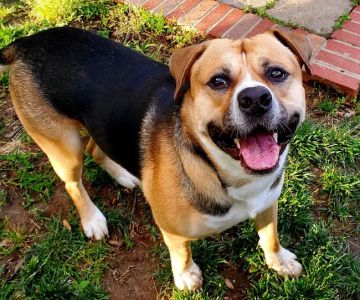 McGehee Clinic For Animals
