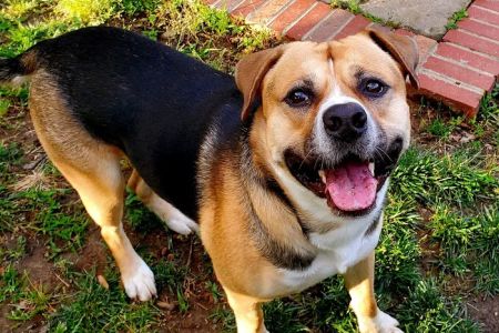 McGehee Clinic For Animals