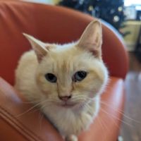PetVax Complete Care Centers - East Memphis ico