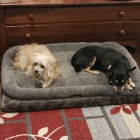 East Memphis Pet Hospital & Resort ico