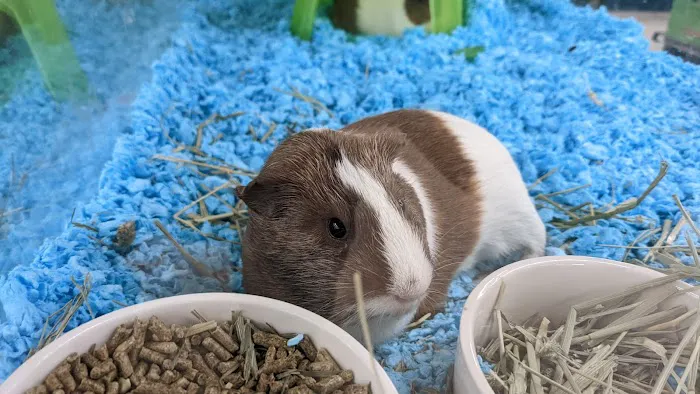 Petco 6