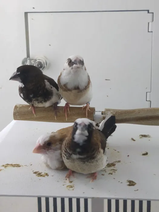 Petco 1