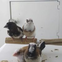 Petco ico