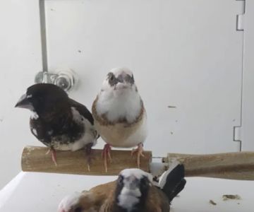Petco