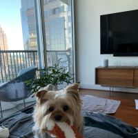 Germantown Parkway Animal Hospital ico