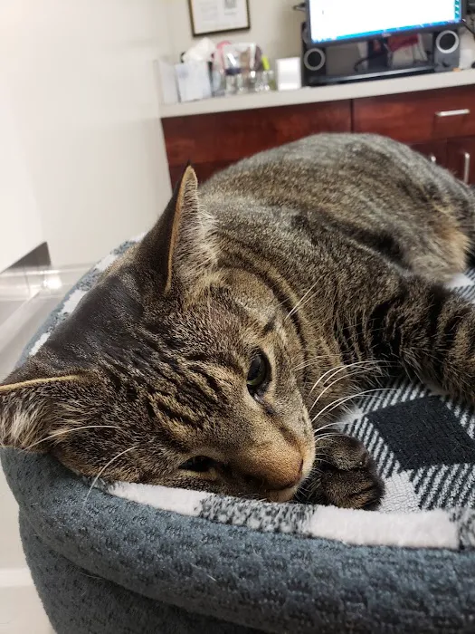 Germantown Parkway Animal Hospital 12