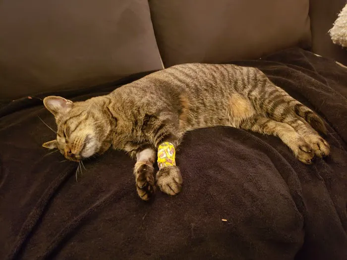 Germantown Parkway Animal Hospital 12