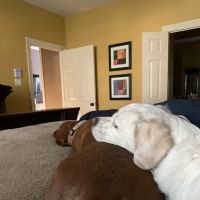 Cordova Station Animal Hospital ico
