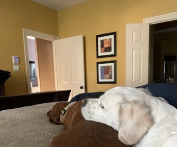 Cordova Station Animal Hospital