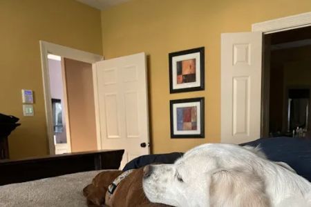 Cordova Station Animal Hospital